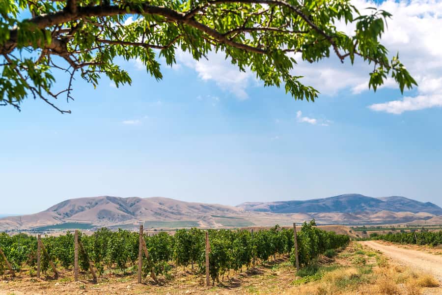 From Villa de Leyva: Vineyard Tour - What the cellar visit adds