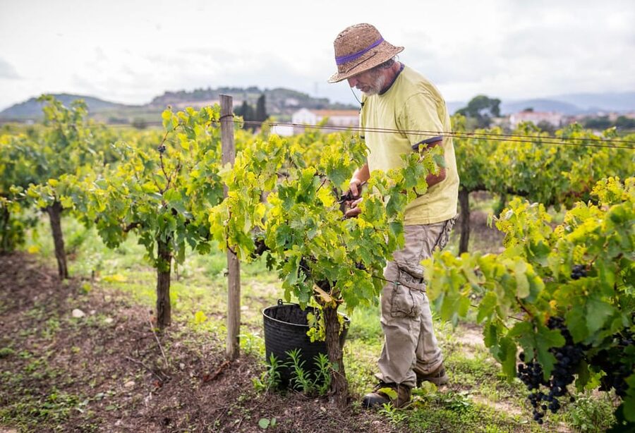 From Villa de Leyva: Vineyard Tour - Why the private three-hour format matters