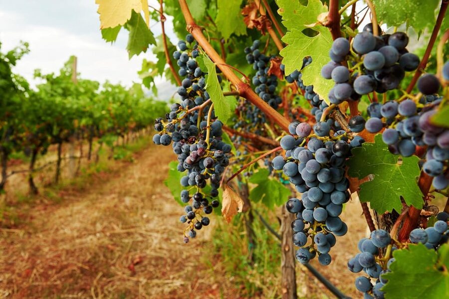 From Villa de Leyva: Vineyard Tour - Who will enjoy this vineyard visit most?