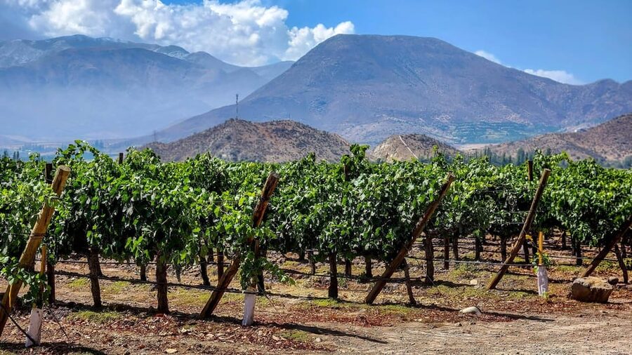 From Villa de Leyva: Vineyard Tour - Practical tips for a smoother visit