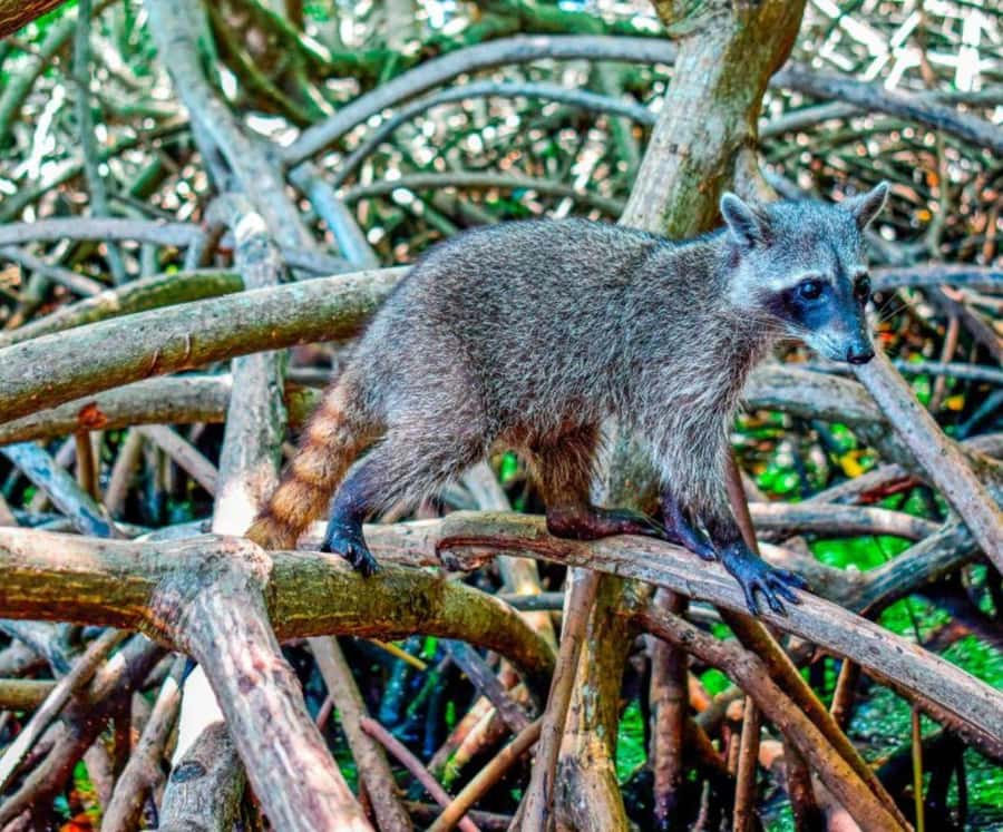 Full Day Barú island: Mangrove +Snorkel + Sunset + Plankton - What the $69 price really buys