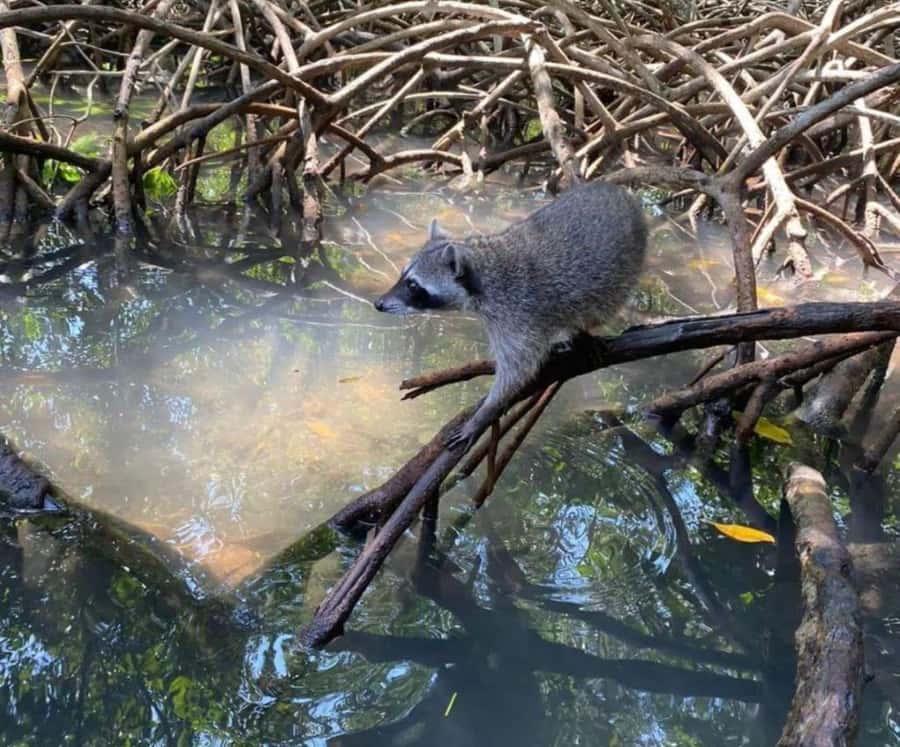 Full Day Barú island: Mangrove +Snorkel + Sunset + Plankton - The mangrove ride and a quick raccoon visit