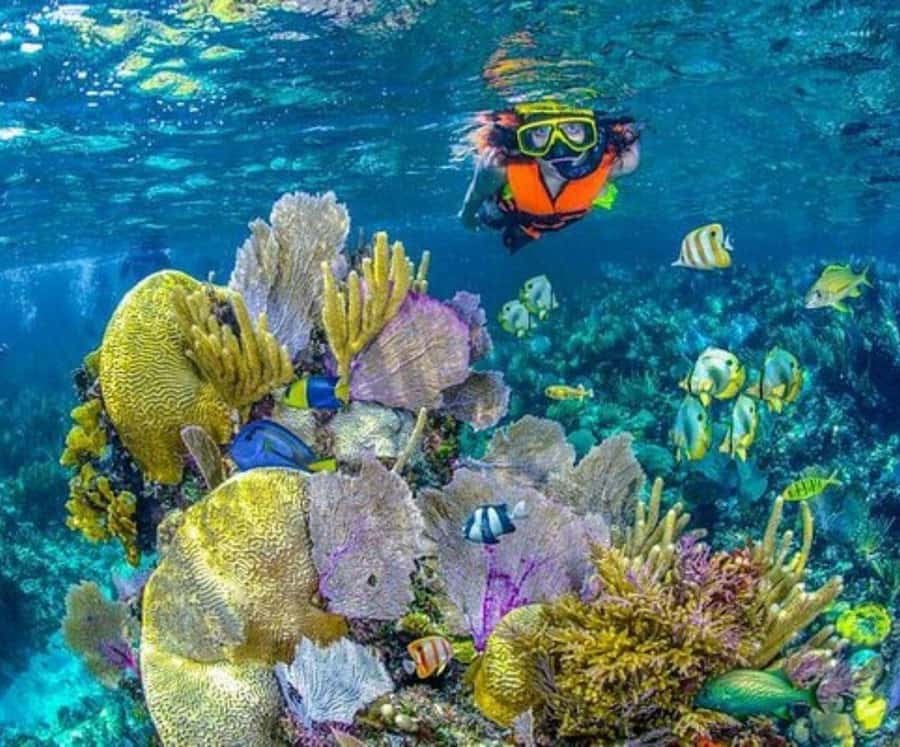 Full Day Barú island: Mangrove +Snorkel + Sunset + Plankton - Swimming with bioluminescent plankton