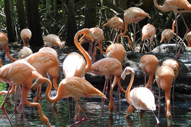 Full Day for Bird Watching with Visit to Isla Baru - Key points to know before booking