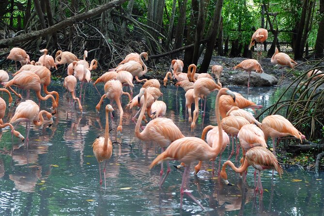 Full Day for Bird Watching with Visit to Isla Baru - Meeting at 8 a.m. in central Cartagena