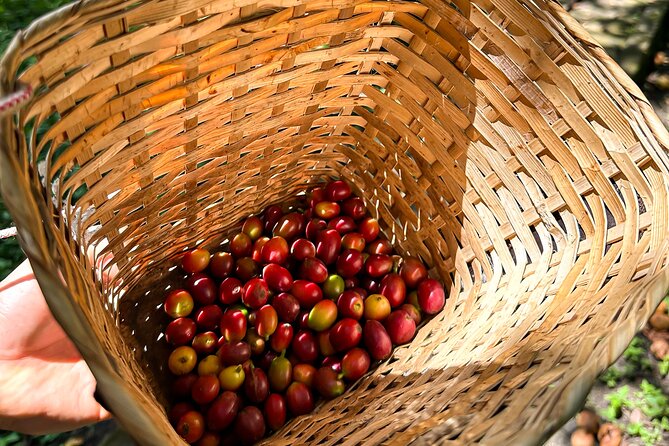 Full Day learning about the Process of the Best Coffee in the World - Key points to know before booking