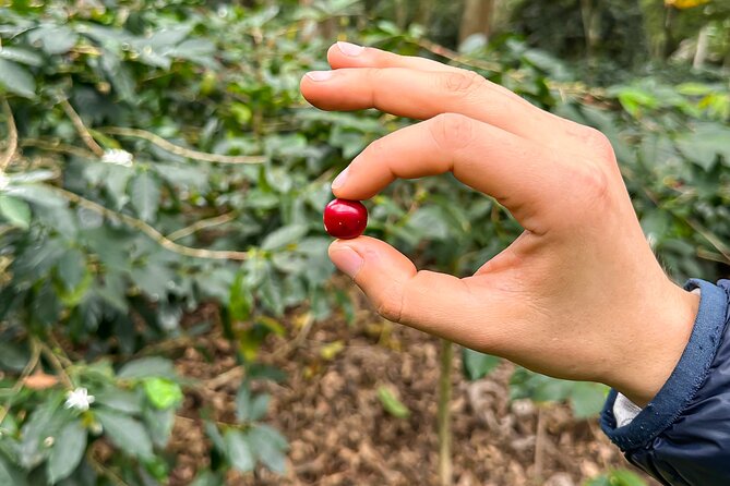 Full Day learning about the Process of the Best Coffee in the World - Four hours at Hacienda Coloma