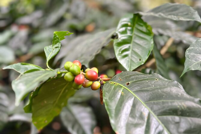 Full Day learning about the Process of the Best Coffee in the World - Silvania and the first taste of local Colombia