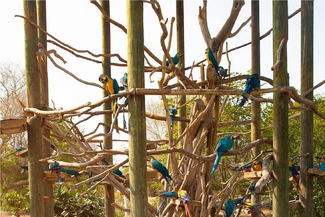 Full day tour aviary with beach in Baru with lunch - What to bring and how to set your expectations