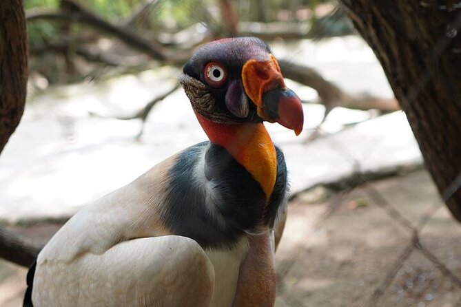 Full-Day Tour Baru - National Aviary and Playa Blanca + Bioluminescent Plankton - Lunch with a 30,000 peso voucher