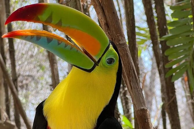 Full-Day Tour Baru - National Aviary and Playa Blanca + Bioluminescent Plankton - Waiting for darkness on Barú