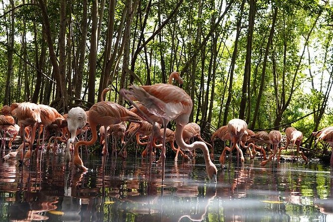 Full-Day Tour Baru - National Aviary and Playa Blanca + Bioluminescent Plankton - What the 90 dollar price really covers