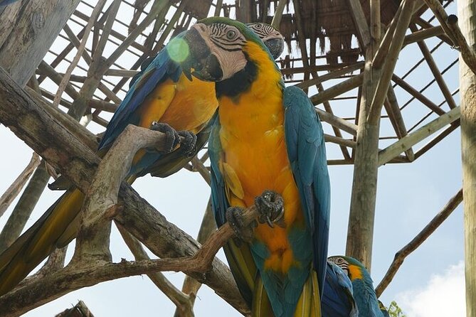 Full-Day Tour Baru - National Aviary and Playa Blanca + Bioluminescent Plankton - Who will enjoy this long Cartagena day