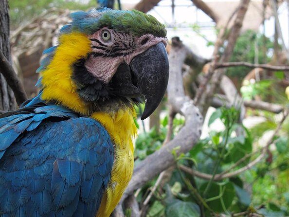 Full-Day Tour Isla Baru - National Aviary of Colombia and Playa Blanca - Key things to know before booking