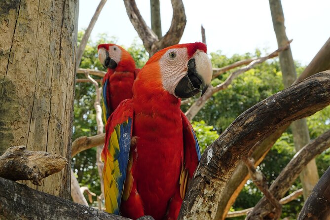 Full-Day Tour Isla Baru - National Aviary of Colombia and Playa Blanca - Why combine Barú beach with a bird sanctuary?