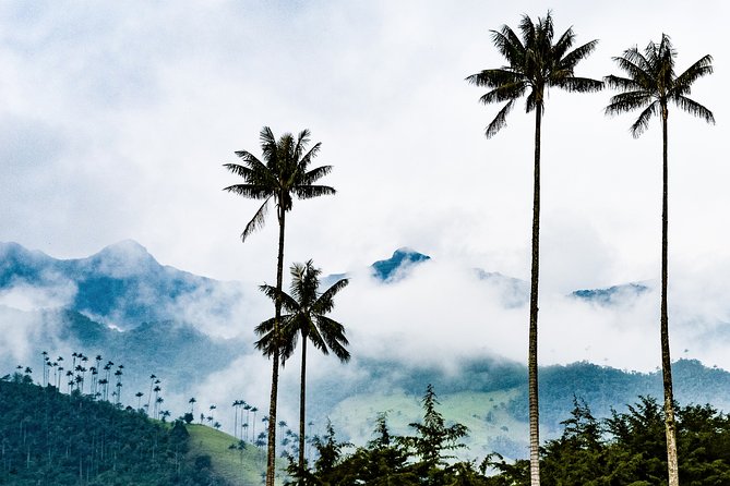 Full Day Tour of Cocora Valley, Salento, and Filandia Coffee Town (from Armenia) - Starting in Armenia with the road already sorted