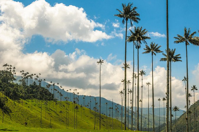 Full Day Tour of Cocora Valley, Salento, and Filandia Coffee Town (from Armenia) - What the private format is really worth
