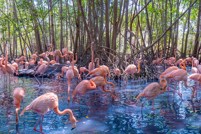 Full Day Tour to the Playa Blanca National Aviary and Plankton - Key points to know before booking