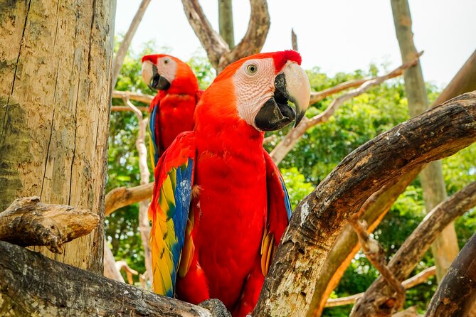 Full Day Tour to the Playa Blanca National Aviary and Plankton - Lunch, waiting time, and the long afternoon