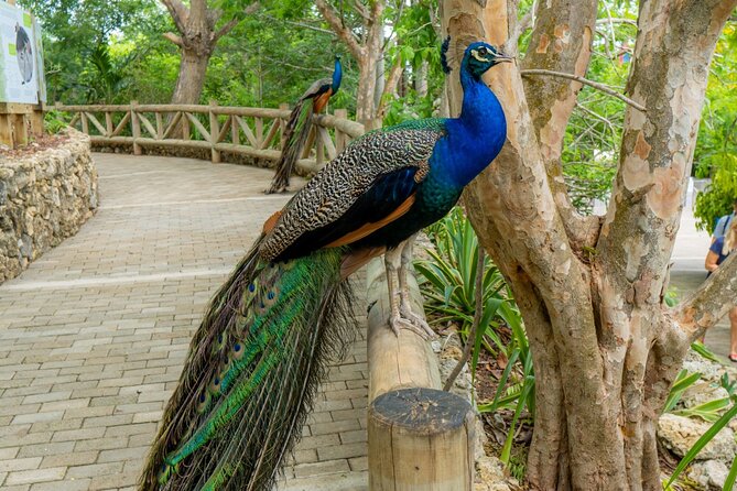 Full Day Tour to the Playa Blanca National Aviary and Plankton - What to bring and what to watch for