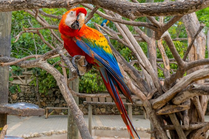 Full Day Tour to the Playa Blanca National Aviary and Plankton - Who will enjoy this Barú day most?