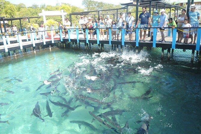 Great Tours Rosario Island, Blue Beach, Cholon And White Beach - Agua Azul and the fruit tasting