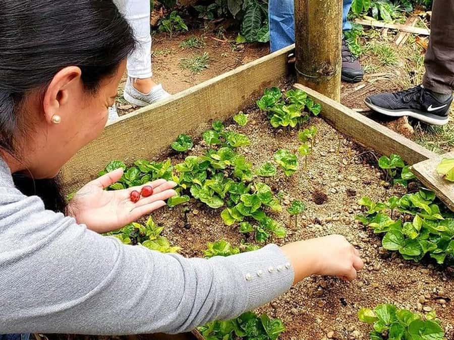 Guatapé & Coffee Farm, all in one day - How the guide can shape the day
