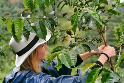 Guatape & Coffee Farm & El Peñol Rock & Quaint Town: Best Combo