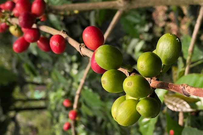 Hands-On Tour to Coffee Plantation from Bogota Option basic - Fusagasugá lunch and local food