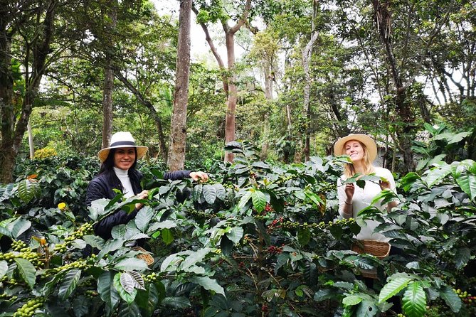 Hands-On Tour to Coffee Plantation from Bogota Option basic - Hacienda Coloma’s gardens and coffee plants