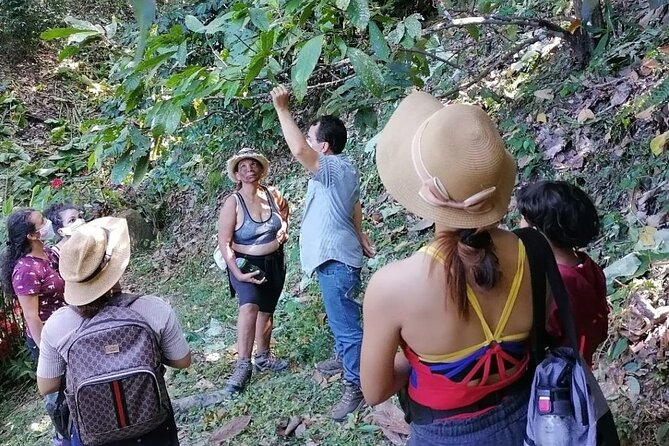 Hidden Waterfall Mining Tour, Coffee and Cocoa Workshop - The 10-minute walk to an artisanal coffee farm
