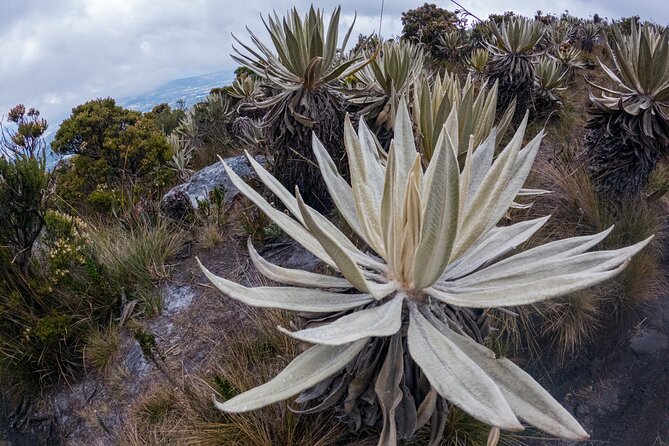 Hiking Chingaza Páramo, Siecha Lagoons - La Calera breakfast sets the tone