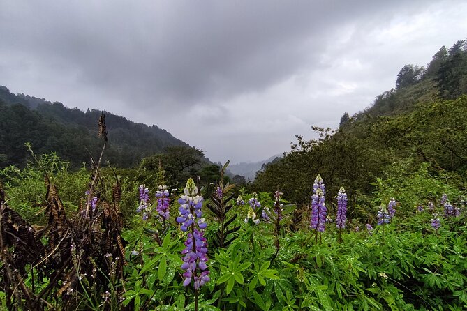 Hiking Mountains and Magical Forests - Native Forest, Pine Trees, and an Old Mountain Path