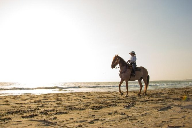 Horseback Riding on the beach with Colombian Paso Show, Cartagena - Who will enjoy this Cartagena horse experience