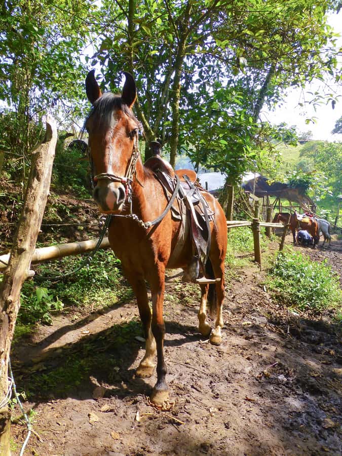 Horseback Riding Tour and visit to Tablón, Chaquira, Pelota - Who will enjoy this ride most