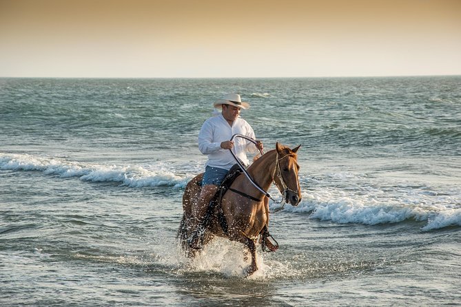 Horseback riding tour in a Colombian Paso fino horse - Meeting Cartagena’s Paso Fino Horses
