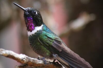 Hummingbird Birdwatching Encounter – Half Day