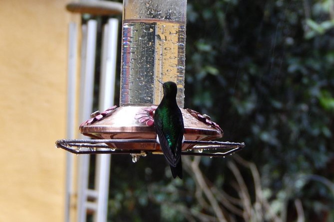 Hummingbird Watching Private Tour (4 Hrs.) - Key points at a glance