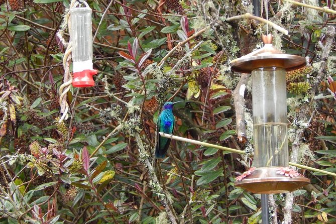 Hummingbird Watching Private Tour (4 Hrs.) - What makes a private tour different