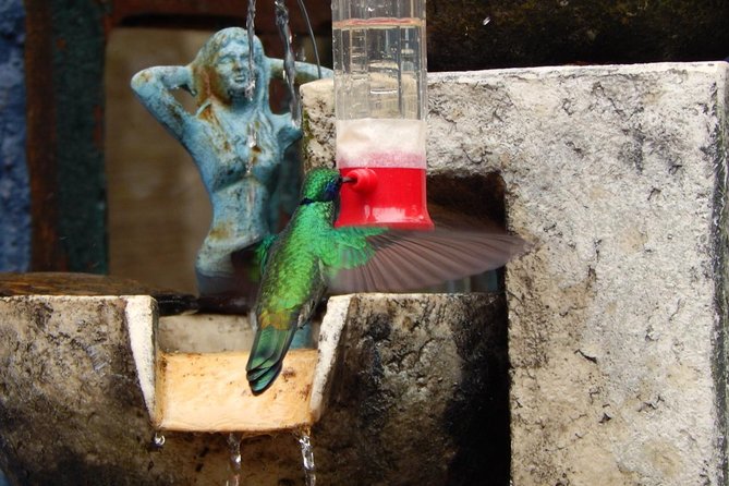 Hummingbird Watching Private Tour (4 Hrs.) - Timing, weather, and practical planning