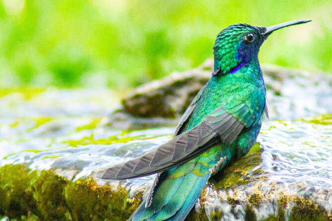 Hummingbird Watching Private Tour (4 Hrs.) - Is $159 per person a fair price?