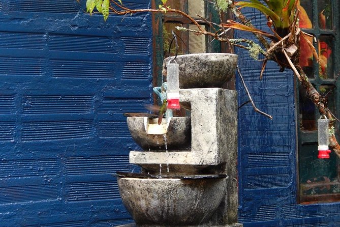 Hummingbird Watching Private Tour (4 Hrs.) - The guide can shape the whole experience