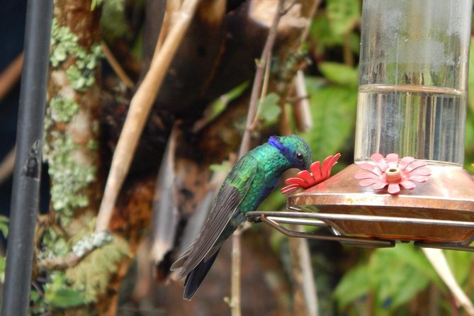 Hummingbird Watching Private Tour (4 Hrs.) - Three hours at the Observatorio de Colibries