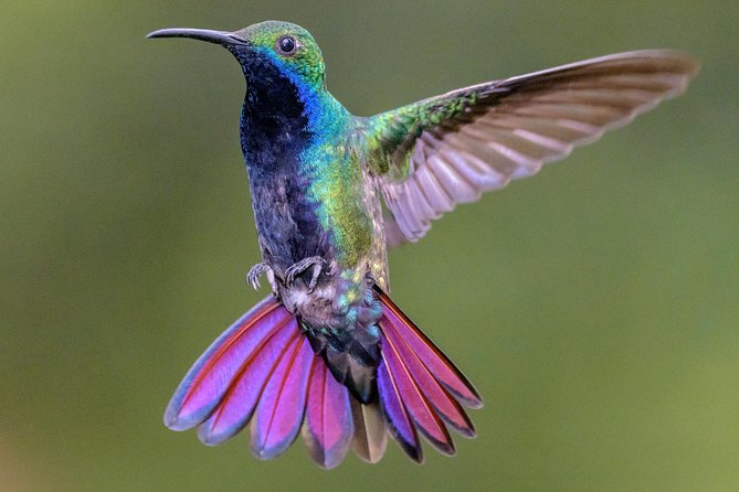 Hummingbirds of Colombia mini tour. 3d/2n - Key points at a glance