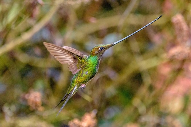 Hummingbirds of Colombia mini tour. 3d/2n - Day one: the Indigo-capped Hummingbird at Finca Colibrí Gorriazul