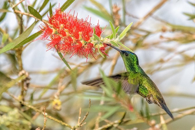 Hummingbirds of Colombia mini tour. 3d/2n - Afternoon at Parque Verde y Agua