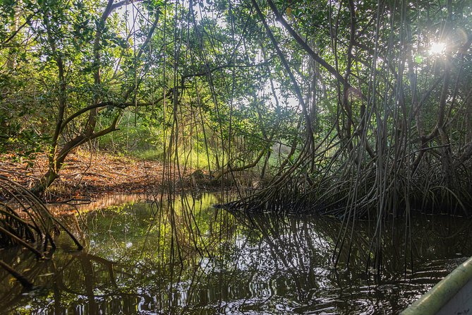 Into the Wild: Canoeing & Birdwatching in La Boquilla’s Untouched - Key points at a glance