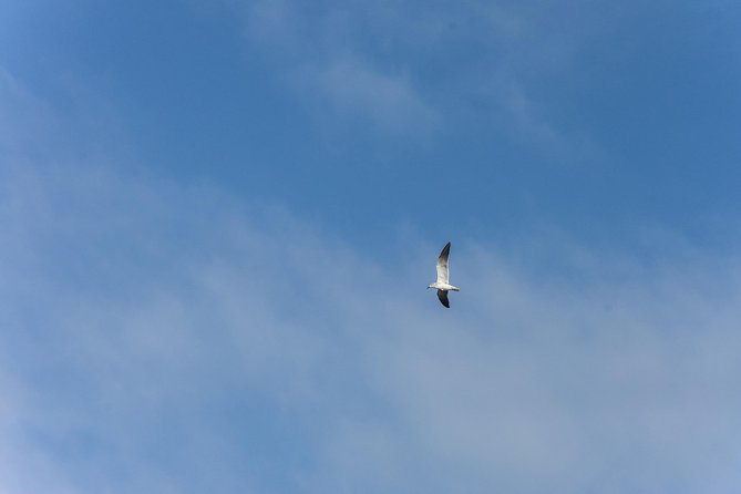 Into the Wild: Canoeing & Birdwatching in La Boquilla’s Untouched - A birdwatching stop with real rewards