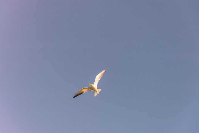Into the Wild: Canoeing & Birdwatching in La Boquilla’s Untouched - Returning by water as the sun fades
