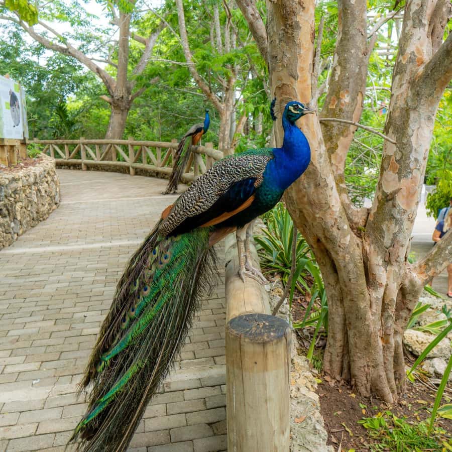 Isla Barú: Beach Club Access and Tour of the National Aviary - A closer look at the National Aviary of Colombia